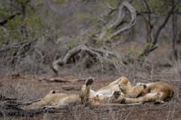 Kruger Safari - Big Five lions 