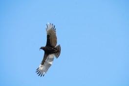 Kruger Safari - birdlife 