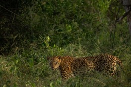 Kruger Park Safari - leopard 