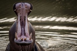 Kruger Safari - hippo 