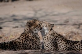 Kruger Park Safari - cheetahs 