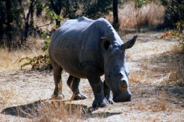 Matobo rhino  by Kate