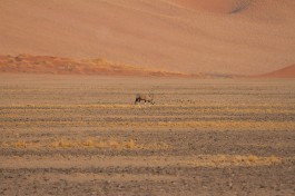 Namib Desert  by Joanne Goldby