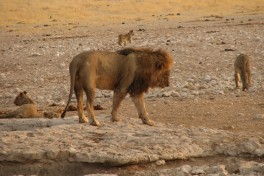 Etosha lion  by NH53