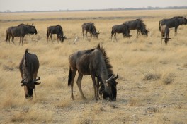 Blue Wildebeest  by NH53