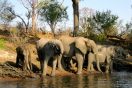 Chobe elephants  by Athena Lao