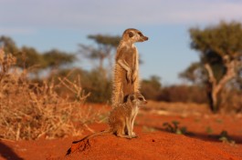 Kalahari meerkat, African Safari  by Charles Sharp