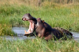 Delta hippo, African Safari Adventure  by Charles Sharp