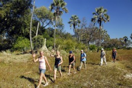 Botswana Safari game walk 
