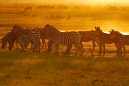Chobe zebra, Budget Botswana Safari 