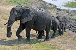 African Safari Adventure, elephant 