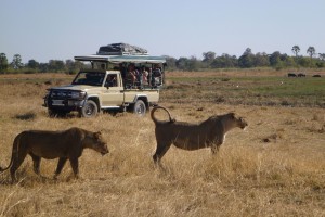 Game drive lions