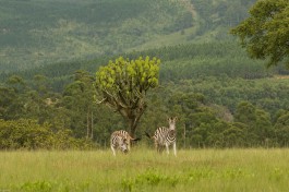 Mlilwane zebras  by guilherme jofili