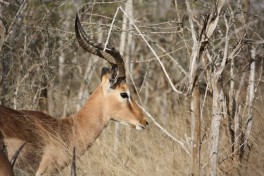 Swaziland antelope  by Senorhorst Jahnsen