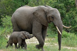 Kruger elephants  by Bernard Dupont