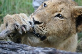 Kruger lion 