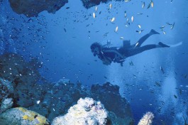 Diving in Mozambique 