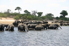 Chobe safari, elephants  by i pinz