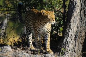 Moremi safari, leopard by Chris Parker