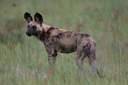 Khwai wild dog, Moremi Safari, Botswana  by Lip Kee Yap