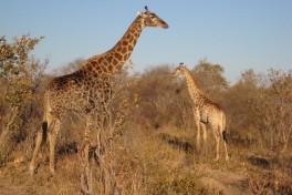 Hwange Safari wildlife  by Michael Sprague