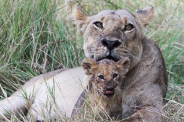Botswana Safari, lions 
