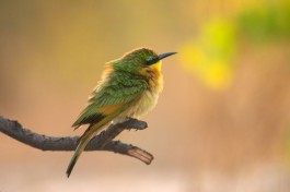 Budget African Safari birdlife 