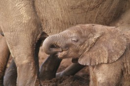 Botswana Safari - Chobe elephants 