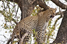 Botswana Safari, leopard 