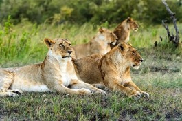 Zimbabwe & Botswana Safari - lions 