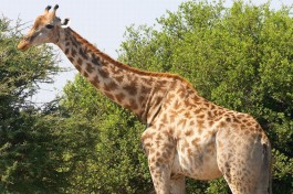 Botswana Safari, Moremi giraffe 