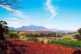 Winelands 