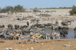 Etosha game 