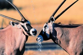 Oryx 