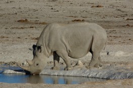 Rhino  