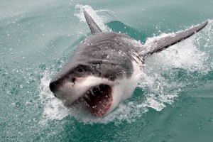 Great white