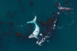 Whale & calf  by Wilfred Chivell