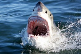 Great white shark 