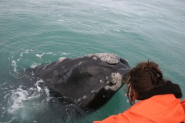 Whale close up 