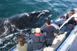 Whale watching 