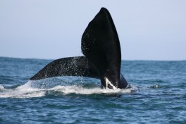 Whale tail 