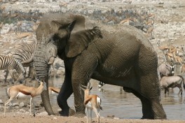 Etosha elephant  by Erwin T