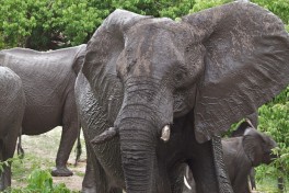 Chobe elephant  by Kristin Wall