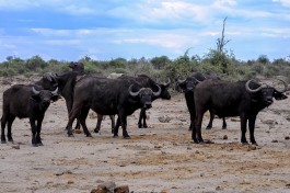 Buffalo herd in Chobe  by Letizia Barbi