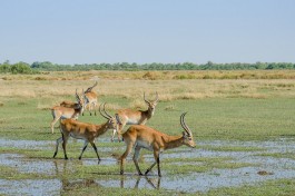 Red Lechwe, Botswana Safari  by Michael Jansen