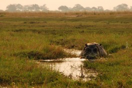 Chobe hippo  by Josh Friedman
