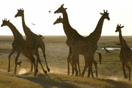 Chobe National Park giraffes 
