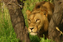 Botswana Safari lion in Moremi 