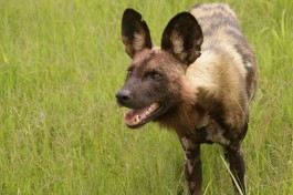 Moremi Game Reserve wild dog 
