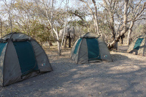 Elephant in Chobe safari camp